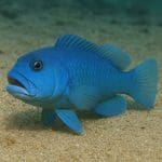 Jak wprowadzać nowe ryby do akwarium