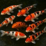 Złota rybka – Carassius auratus