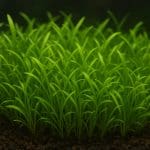 Eleocharis vivipara – Eleocharis vivipara