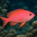 Antias purpurowy – Pseudanthias tuka