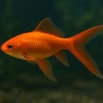 Pokarm dla glonojadów