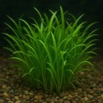 Marsylia czterolistna – Marsilea hirsuta