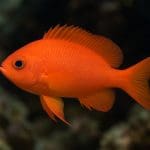 Marsylia czterolistna – Marsilea hirsuta