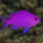 Oranda – Carassius auratus var. oranda