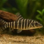 Bocja modesta – Yasuhikotakia modesta