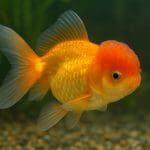 Antias fioletowy – Pseudanthias pascalus