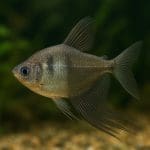 Oranda – Carassius auratus var. oranda