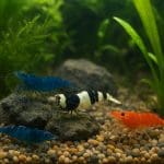 Pokarm dla ryb roślinożernych