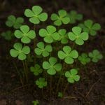 Pokarm dla ryb roślinożernych