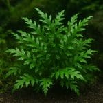 Marsylia minuta – Marsilea minuta