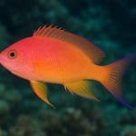 Papugoryba błękitna – Scarus coeruleus