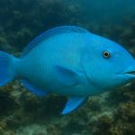 Antias królewski – Pseudanthias pleurotaenia