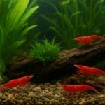 Papugoryba błękitna – Scarus coeruleus