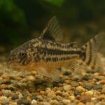 Kirysek pygmej – Corydoras pygmaeus