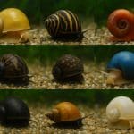 Jakie owady nadają się na pokarm dla rybek akwariowych?