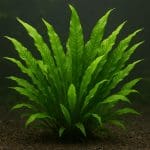 Papugoryba zielona – Scarus ghobban