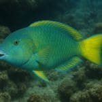 Jak hodować ślimaki akwariowe