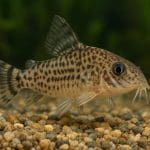 Pielęgniczka Borelli – Apistogramma borellii