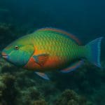 Murena biała – Gymnothorax melatremus