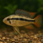 Pielęgniczka macmastera – Apistogramma macmasteri