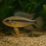 Pielęgniczka hongsloi – Apistogramma hongsloi