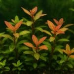 Ludwigia arcuata – Ludwigia arcuata