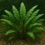 Cryptocoryne retrospiralis – Cryptocoryne retrospiralis