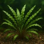 Murena śnieżna – Echidna nebulosa