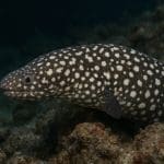 Cryptocoryne retrospiralis – Cryptocoryne retrospiralis