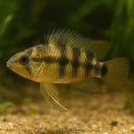 Tęczanka czerwona – Glossolepis incisus