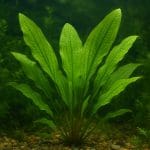 Murena zebra – Gymnomuraena zebra