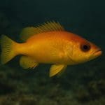 Dottyback różowy – Pseudochromis diadema