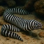 Aponogeton madagascariensis – Aponogeton madagascariensis