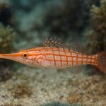 Murena zebra – Gymnomuraena zebra