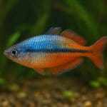 Nawóz w kapsułkach