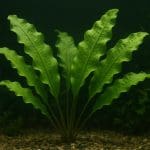 Nawóz w kapsułkach