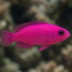 Basslet złoty – Liopropoma rubre