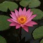 Nymphaea micrantha – Nymphaea micrantha