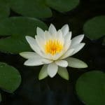 Nymphaea lotus – Nymphaea lotus