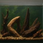 Świecik Axelroda – Hyphessobrycon axelrodi