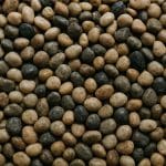 Najas guadalupensis – Najas guadalupensis