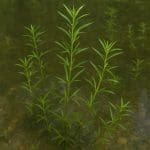 Najas guadalupensis – Najas guadalupensis