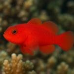 Ślizg piaskowy – Signigobius biocellatus