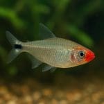 Jak przygotować akwarium do przyjęcia nowych ryb