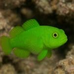 Ślizg niebieski – Gobiodon citrinus