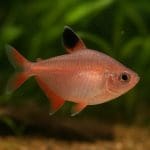 Bystrzyk pięknopłetwy – Hyphessobrycon bentosi