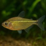 Kąsacz czerwonousty – Hemigrammus rhodostomus