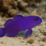 Azolla karolińska – Azolla caroliniana