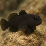 Ślizg purpurowy – Gobiodon rivulatus