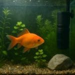 Bystrzyk błękitny – Boehlkea fredcochui